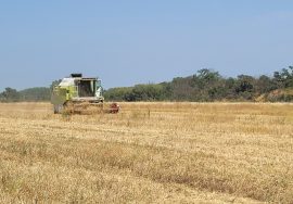 Moisson à Pollestres