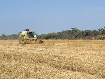 Moisson à Pollestres