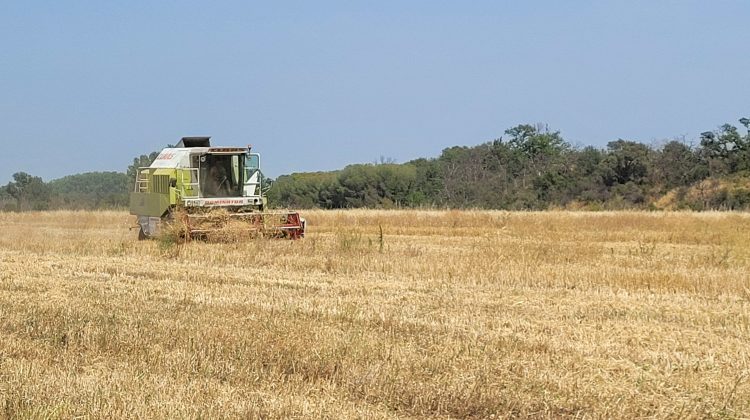 Moisson à Pollestres